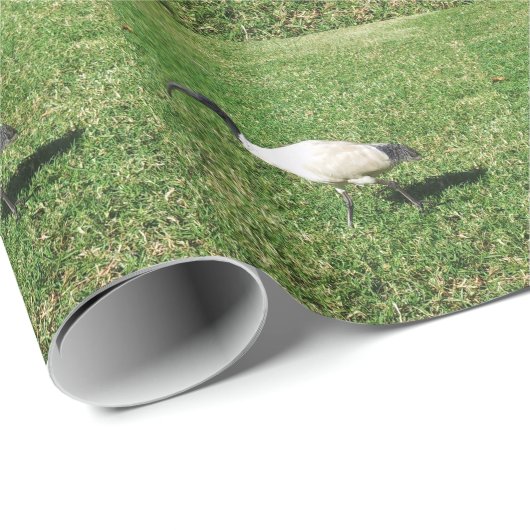 Ibis Cadeaupapier (Rol Hoek)