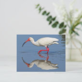 Ibis Coastal Bird Briefkaart (Staand voorkant)
