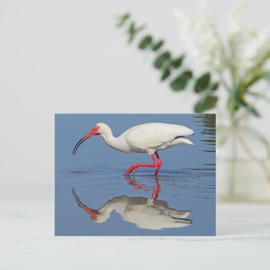Ibis Coastal Bird Briefkaart (Staand voorkant)