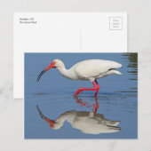 Ibis Coastal Bird Briefkaart (Voorkant / Achterkant)