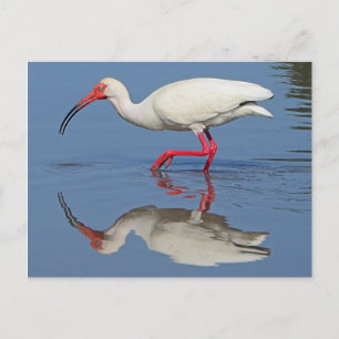 Ibis Coastal Bird Briefkaart