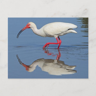 Ibis Coastal Bird Briefkaart