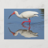 Ibis Coastal Bird Briefkaart (Voorkant)