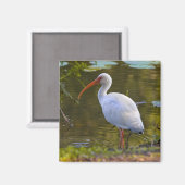 Ibis Drink bij de vijvermagneet Magneet (Voorkant / Achterkant)