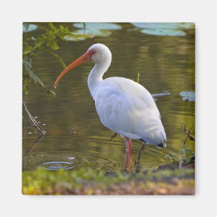 Ibis Drink op de Pond Magnet