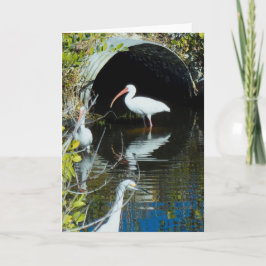 Ibis en het SneeuwWenskaart van de Aigrette Kaart