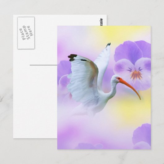 Ibis en Pansy Briefkaart (Voorkant / Achterkant)