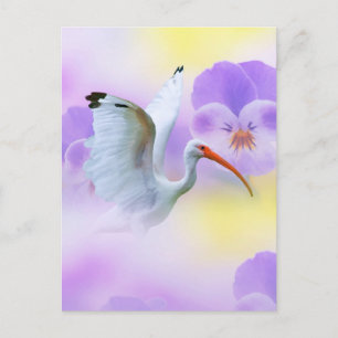 Ibis en Pansy Briefkaart