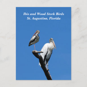 Ibis en Wood Stork vogels in het wild Feestdagenkaart