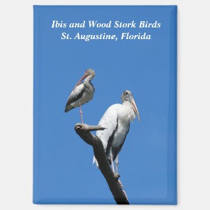 Ibis en Wood Stork vogels in het wild Magneet