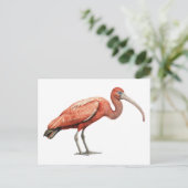 Ibis II Briefkaart (Staand voorkant)