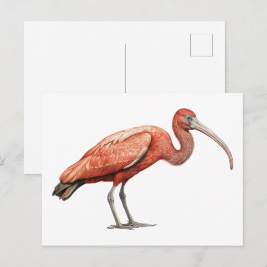 Ibis II Briefkaart (Voorkant / Achterkant)