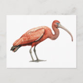 Ibis II Briefkaart (Voorkant)