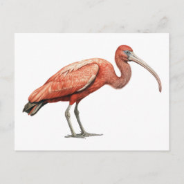 Ibis II Briefkaart
