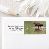 Ibis in de vijvers etiket (Insitu)