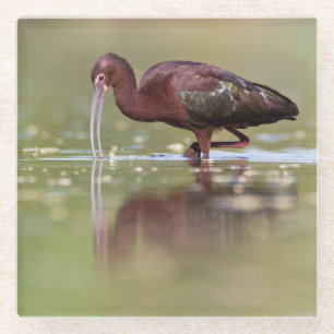 Ibis in de vijvers glazen onderzetter