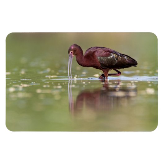 Ibis in de vijvers magneet (Horizontaal)