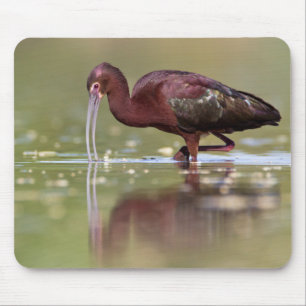 Ibis in de vijvers muismat