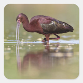 Ibis in de vijvers vierkante sticker