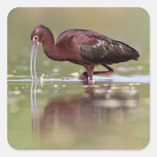 Ibis in de vijvers vierkante sticker (Voorkant)