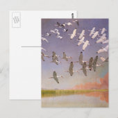 Ibis-kudde over watergebieden,  vogels briefkaart (Voorkant / Achterkant)