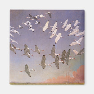 Ibis-kudde over watergebieden,  vogels magneet