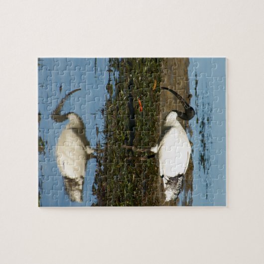 Ibis Legpuzzel (Horizontaal)