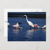 Ibis, lepels, grote intrek, blauwe heron en sneeuw briefkaart (Voorkant / Achterkant)