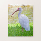 Ibis op foto van één been legpuzzel (Verticaal)