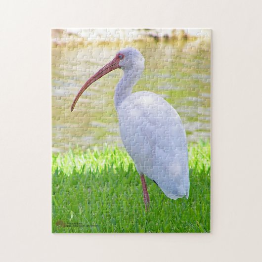 Ibis op foto van één been legpuzzel (Verticaal)