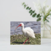 Ibis Photo Briefkaart (Staand voorkant)
