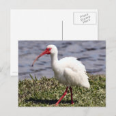 Ibis Photo Briefkaart (Voorkant / Achterkant)