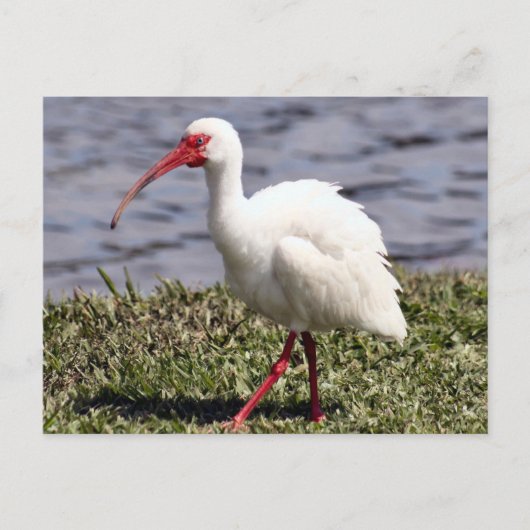 Ibis Photo Briefkaart (Voorkant)
