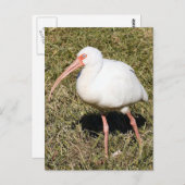 Ibis Photo Briefkaart (Voorkant / Achterkant)