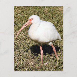 Ibis Photo Briefkaart
