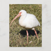 Ibis Photo Briefkaart (Voorkant)