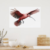 Ibis spreidende vleugels poster (Keuken)