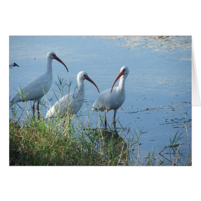 Ibis-vergadering (Voorkant Horizontaal)