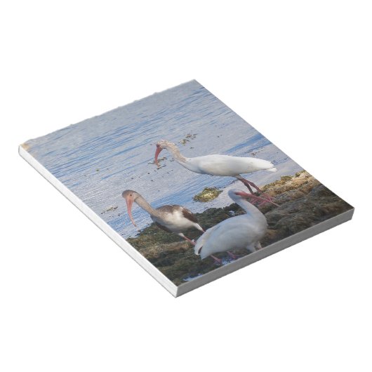 Ibis vogels op de kust van Florida Bay Notitieblok (Schuin)