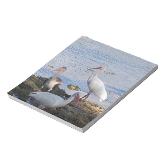 Ibis vogels op de kust van Florida Bay Notitieblok (Linkerzijde)