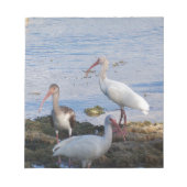 Ibis vogels op de kust van Florida Bay Notitieblok (Voorkant)