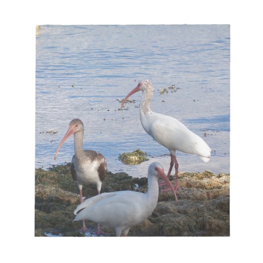Ibis vogels op de kust van Florida Bay Notitieblok (Voorkant)