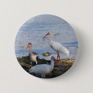 Ibis vogels op de kust van Florida Bay Ronde Button 5,7 Cm