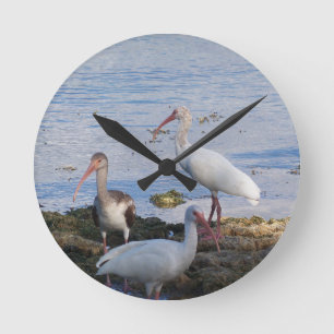 Ibis vogels op de kust van Florida Bay Ronde Klok