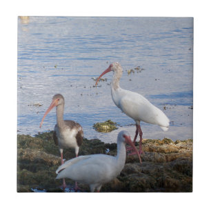 Ibis vogels op de kust van Florida Bay Tegeltje