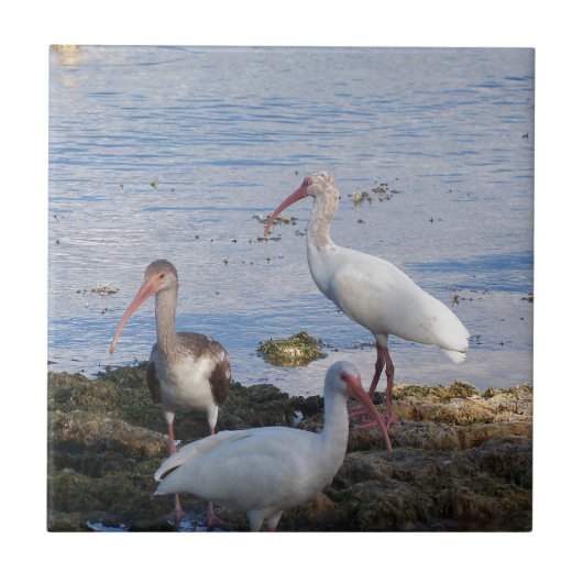 Ibis vogels op de kust van Florida Bay Tegeltje (Voorkant)