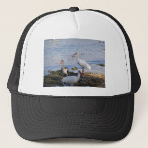 Ibis vogels op de kust van Florida Bay Trucker Pet