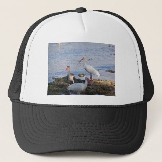 Ibis vogels op de kust van Florida Bay Trucker Pet (Voorkant)