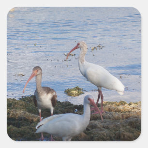 Ibis vogels op de kust van Florida Bay Vierkante Sticker
