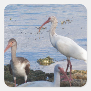 Ibis vogels op de kust van Florida Bay Vierkante Sticker